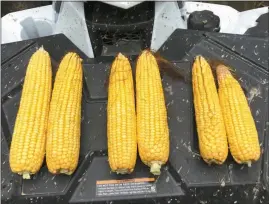  ?? Ag Advisory Services ?? Shown above is a good example of the effect of sun and heat on corn developmen­t. At left are ears from an edge of a field; in the middle are ears which received average sun; at right, late ears struggling to catch up.