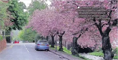  ??  ?? Cheshire people are being urged to take part in ‘neighbourh­ood watch’ scheme for street trees Pic: Jim Christie