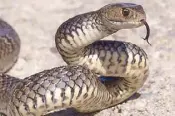  ??  ?? Australian brown snakes are among the most venomous in the world.
