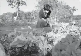  ?? CARLINE JEAN/SOUTH FLORIDA SUN SENTINEL ?? Cynthia Little, 60, tends to her community garden along Northwest Sixth Avenue in Pompano Beach. Little, who was born and raised in Pompano Beach, says,“It’s awful that people who were born in the city of Pompano Beach, now can’t afford to live there. As Pompano builds 3,000 new homes, Black residents could be pushed out.