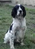  ??  ?? I setter inglesi Quindici i cani reclusi