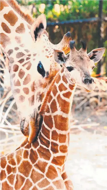  ?? Picture: JUSTIN BENSON-COOPER ?? Calf Kamili (four weeks) with mum Kitoto at Perth Zoo.