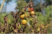  ?? ?? In the late summer, pull out the tomato plants that look worse for wear.