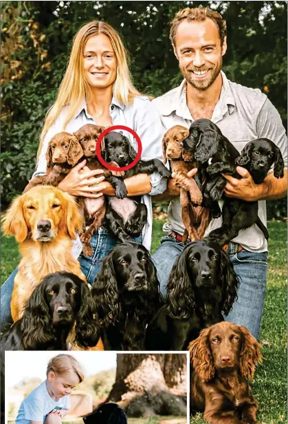  ??  ?? PICK OF THE LITTER: James and Alizee with the Cambridges’ new pet, circled, all its siblings, and their other dogs. Left: George with Lupo in 2016