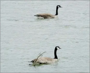  ?? Lynn Atkins/The Weekly Vista ?? When geese pair up in the spring, like these two on Lake Bella Vista, it’s a sign that nesting season is beginning and volunteers get to work. For almost 10 years, a program manned by volunteers has successful­ly limited the number of resident Canada...