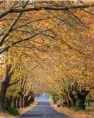  ?? Photograph: John White Photos/Getty Images ?? Sinclair Crescent’s tunnel of trees pops with colour during autumn.