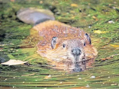  ??  ?? Scottish Natural Heritage issued licences for 87 beavers to be shot in Tayside.