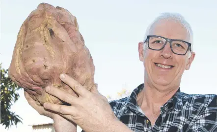  ?? Picture: Bev Lacey ?? BIG BOY: Avid green-thumb John Nelson found this massive 9.7kg sweet potato growing in a his veggie patch.