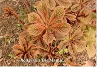  ??  ?? Rodgersia ‘Big Mama’.