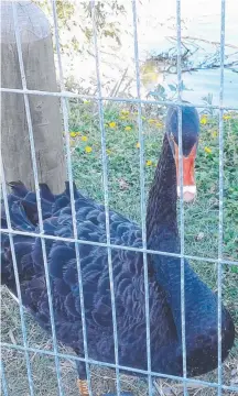  ?? Picture: SONIA EVANS ?? A black swan is seen behind fencing which has recently been erected at Black Swan Lake.