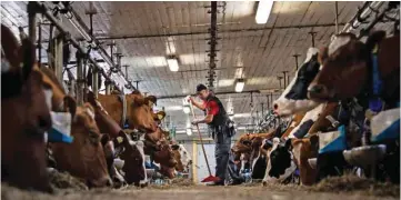  ?? AFP photos ?? An inmate works with dairy cows at Rodjan farm, an open prison functionin­g as a farm in the city of Mariestad, located 300 kilometers southwest of Stockholm. —