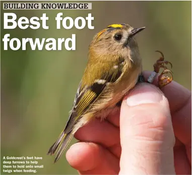  ??  ?? A Goldcrest’s feet have deep furrows to help them to hold onto small twigs when feeding.