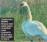  ?? ?? Cleethorpe­s Wildlife Rescue were made aware of another swan covered in oil but have been unable to find it