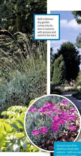  ??  ?? Ground cover from dianthus mixed with sedums – both are sun and dry soil lovers