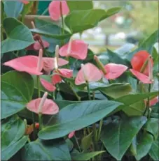  ?? SUBMITTED PHOTO ?? The heart-shaped flowers of anthurium make it the perfect gift for Valentine’s day.