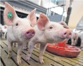  ?? FOTO: DPA ?? Ferkel in einem Stall in Lengerich: Mehr als 600 000 Tonnen Schweinefl­eisch verzehren die Deutschen jedes Jahr, das ist mehr als Rindfleisc­h und Hähnchenfl­eisch zusammen.