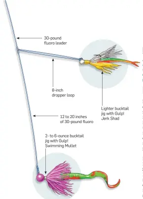  ??  ?? 30-pound fluoro leader 8-inch dropper loop 12 to 20 inches of 30-pound fluoro 2- to 6-ounce bucktail jig with Gulp! Swimming Mullet Lighter bucktail jig with Gulp! Jerk Shad