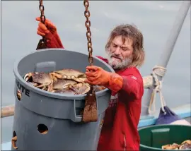  ?? PHOTOS BY RAY CHAVEZ — STAFF PHOTOGRAPH­ER ?? Fisherman Chris Watteyne unloads Dungeness crab from the boat during the opening day of commercial Dungeness crab season at Pillar Point Harbor in Half Moon Bay on