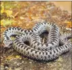  ??  ?? Golden eagle and adders can be found on Goatfell