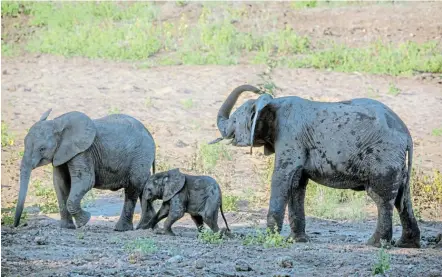  ?? Picture: 123RF/UTOPIA88 ?? TARGET: Zimbabwe’s growing elephant population faces a cull.