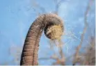  ?? THE COMMERCIAL APPEAL MAX GERSH / ?? An elephant pulls hay from a suspended barrel Wednesday, Feb. 19, 2020, at the Memphis Zoo.