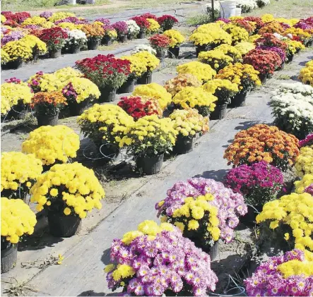  ??  ?? Late fall mums can provide fading gardens with a pop of colour — and even the blackest thumbs can care for them.