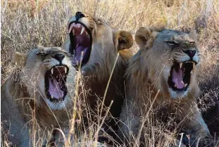  ??  ?? MADIKWE: In this file photo lions yawn in the Madikwe Game Reserve, South Africa. —AP