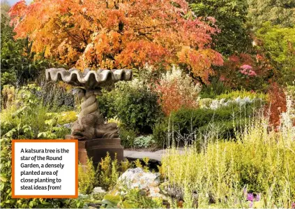  ??  ?? A katsura tree is the star of the Round Garden, a densely planted area of close planting to steal ideas from!