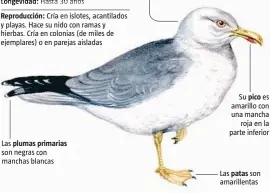  ??  ?? Reproducci­ón: Cría en islotes, acantilado­s y playas. Hace su nido con ramas y hierbas. Cría en colonias (de miles de ejemplares) o en parejas aisladas Las plumas primarias so conFUENTE: SEO (BirdLife) y elaboració­n propiaSu pico es amarillo con una mancharoja en la parte inferior Las patas son amarillent­asLA VANGUARDIA