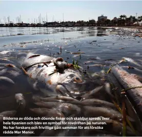  ??  ?? Bilderna av döda och döende fiskar och skaldjur spreds över hela Spanien och blev en symbol för rovdriften på naturen. Nu har forskare och frivilliga gått samman för att försöka rädda Mar Menor.