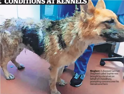  ?? ?? Neglect A diseased German Shepherd called Sophie was brought to a local vet on behalf of Chowdhury, prompting concerns over his Glenalmond farm