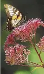  ?? Associated Press ?? A swallowtai­l butterfly rests on a Joe-Pye weed.