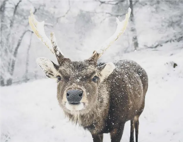  ??  ?? 0 A deer is seen in the snow on Knole Park, Sevenoaks, as heavy snow hit the UK