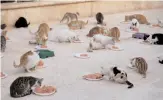  ?? — AFP ?? Cats feed on mincemeat at Ernesto’s Cat Sanctuary in Kfar Naha, Syria.