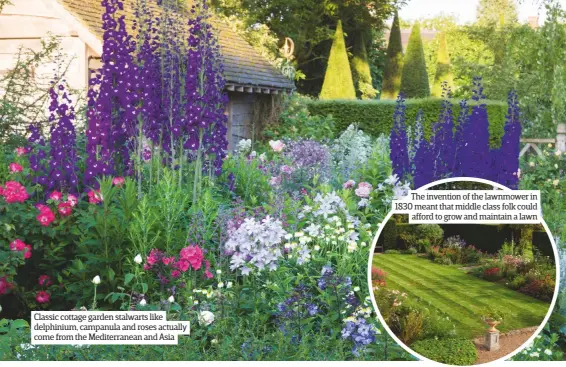  ??  ?? Classic cottage garden stalwarts like delphinium, campanula and roses actually come from the Mediterran­ean and Asia the invention of the lawnmower in 1830 meant that middle class folk could afford to grow and maintain a lawn