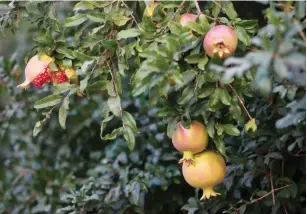  ?? (Marc Israel Sellem/The Jerusalem Post) ?? POMEGRANAT­ES, A TRADITIONA­L Rosh Hashana food, are full of antioxidan­ts but high in sugar.