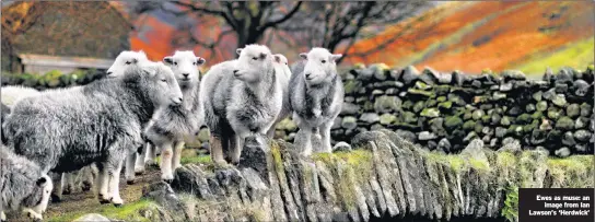  ??  ?? Ewes as muse: an
image from Ian Lawson’s ‘Herdwick’