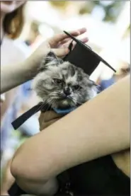  ?? ECKERD COLLEGE VIA AP ?? A student and her pet attend a pet graduation ceremony at Eckerd College in St. Petersburg, Fla.