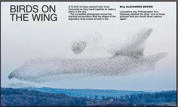  ??  ?? A FLOCK of birds channel their inner Concorde as they band together to make a plane in the sky.The incredible photograph shows the starling murmuratio­n take the shape of the legendary drop-nosed aircraft in the Lancashire sky. Photograph­er Ann Dallaway labelled the snap “one of those pictures that you would never capture again”.