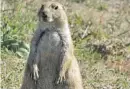  ?? PHOTOS BY BILL EXHAM ?? A curious fat prairie dog stands at attention at Custer State Park in South Dakota.