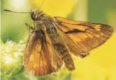  ??  ?? The small skipper (left) and large skipper (right) are similar, but the large skipper has chequered markings that are absent on the small skipper