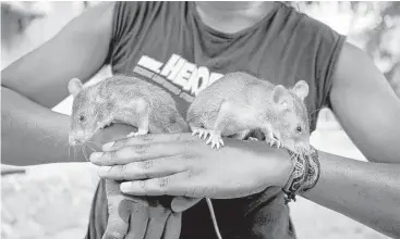  ?? APOPO via Associated Press ?? Rats are being trained to detect trafficked pangolin parts and smuggled hardwood timber as part of a pilot program in Tanzania with grant money from the U.S. Fish and Wildlife Service.