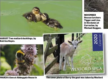  ??  ?? AUGUST Two mallard ducklings, by Katrina Hayes.
MARCH A bee at Abbeygale House in Wexford, by Hayley Flood, The Ballagh.
NOVEMBER Rescue lurchers Tigger and Lina in the dunes at Curracloe, by Michael Duggan.
The cover photo of Barry the goat was taken by Wexford photograph­er Tom Harpur.