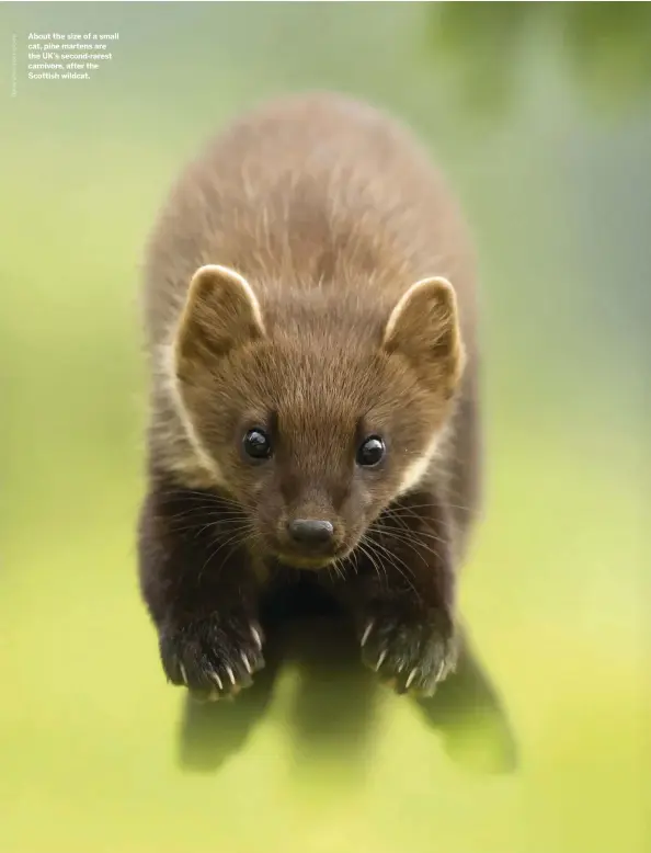  ??  ?? About the size of a small cat, pine martens are the UK’s second-rarest carnivore, after the Scottish wildcat.