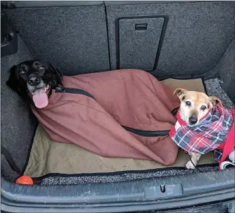  ??  ?? Pete’s dogs: Finzi in her Doggy Bag and Kiko in her Dogrobe