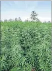  ?? PHOTOS] [PROVIDED BY KARI COOPER/KC ?? Industrial hemp that is being grown by Midwest Hemp at one of its Oklahoma locations.