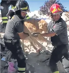  ??  ?? Emergency workers free Romeo from the rubble.