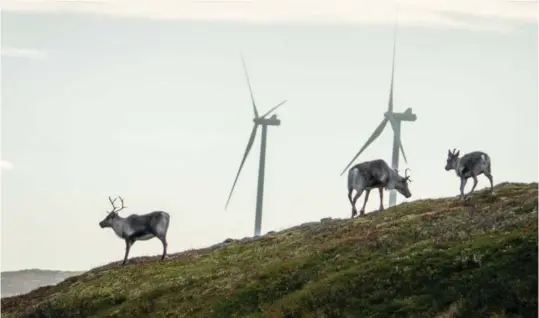  ?? FOTO: HEIKO JUNGE / NTB ?? Det er vanskelig nå å si hvilke tiltak som skal til for at partene kan bli enige. Hvor mange turbiner er det aktuelt å rive eller flytte? Kan det være aktuelt å installere sensorer som vil stoppe bladene på møllene når det er reinsdyr i området? Vil stopp i snøbrøytin­g av vinterbeit­er kunne bli en del av en løsning, spør kronikkfor­fatteren. Bildet er fra Storheia vindpark på Fosen.