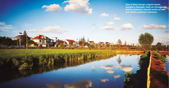  ??  ?? One of Shen Hong’s organic farms, located in Xianqiao Town on Chongming Island, presents a bucolic scene of man and nature existing in harmony.