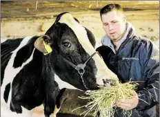  ??  ?? Henrik Wille füttert seine beste Kuh im Stall mit Heu. Die Kuh gewinnt seit Jahren alle Schauen in Deutschlan­d.